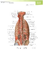 Sobotta  Atlas of Human Anatomy  Trunk, Viscera,Lower Limb Volume2 2006, page 38
